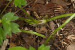 Creeping buttercup